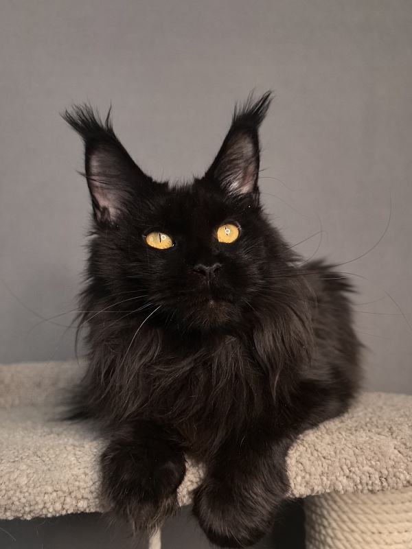 Karakum Ink - Adult maine-coon 4 years 8 months 3 weeks