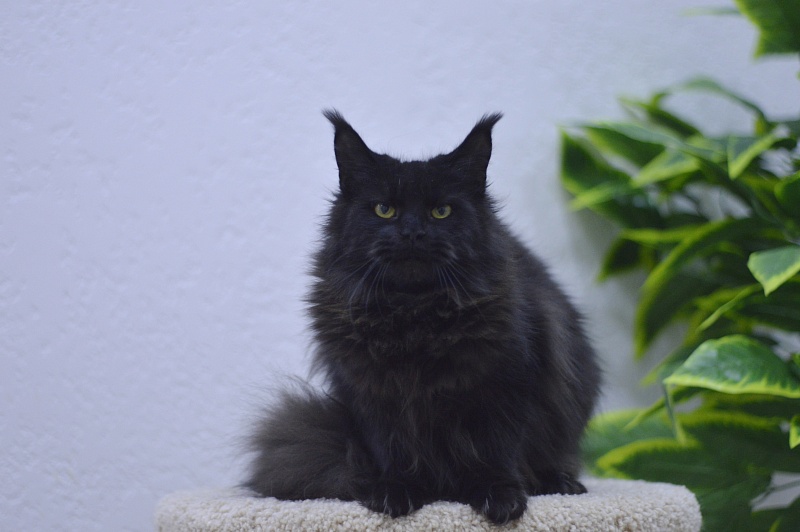 Karakum Ink - Adult maine-coon 10 months 1.5 week