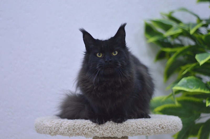 Karakum Ink - Adult maine-coon 10 months 1.5 week