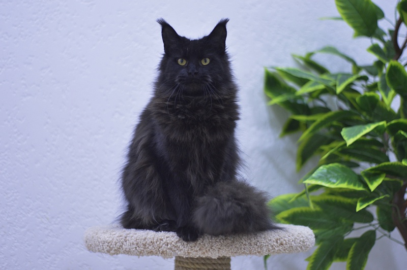 Karakum Ink - Adult maine-coon 10 months 1.5 week