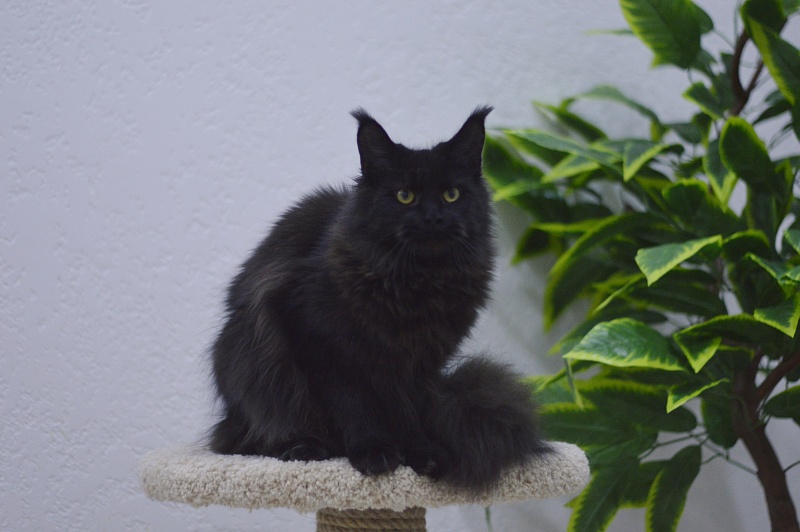 Karakum Ink - Adult maine-coon 10 months 1.5 week