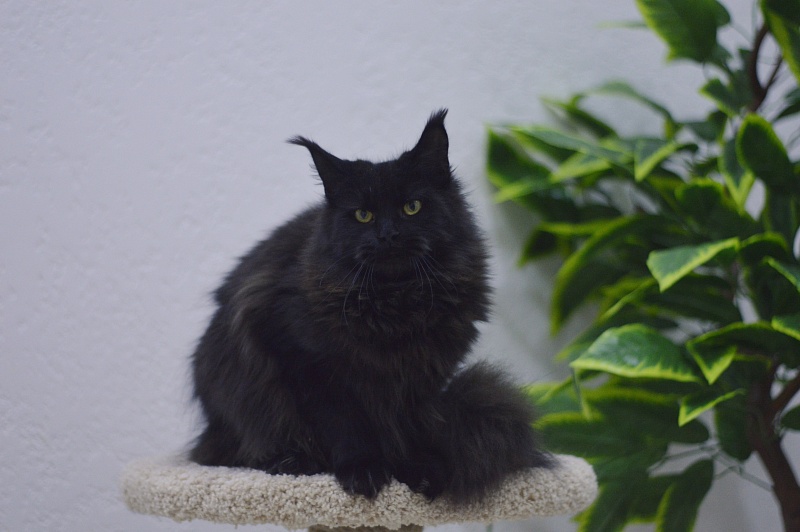Karakum Ink - Adult maine-coon 10 months 1.5 week