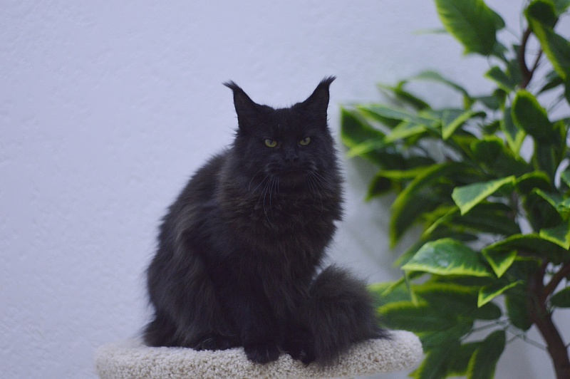Karakum Ink - Adult maine-coon 10 months 1.5 week