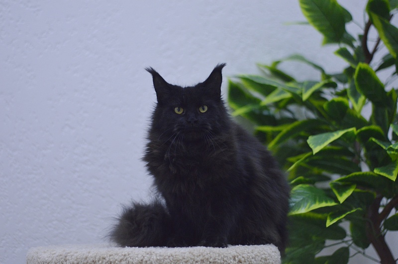 Karakum Ink - Adult maine-coon 10 months 1.5 week
