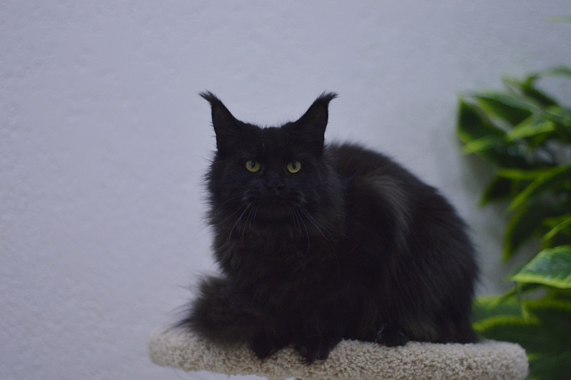 Karakum Ink - Adult maine-coon 10 months 1.5 week