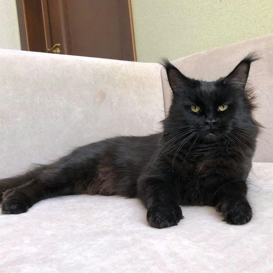 Ingrid Blue Ridge - мейн-кун