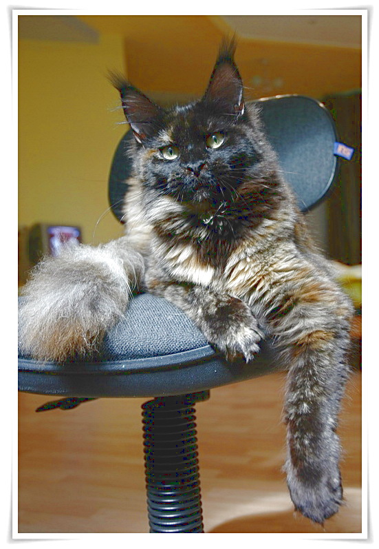 Langstteich's N'Xanta-Lucia - maine-coon 06/13/2009