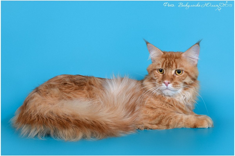 Aldaker Yogi - мейн-кун