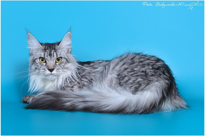 Elite Planet Dexy - maine-coon