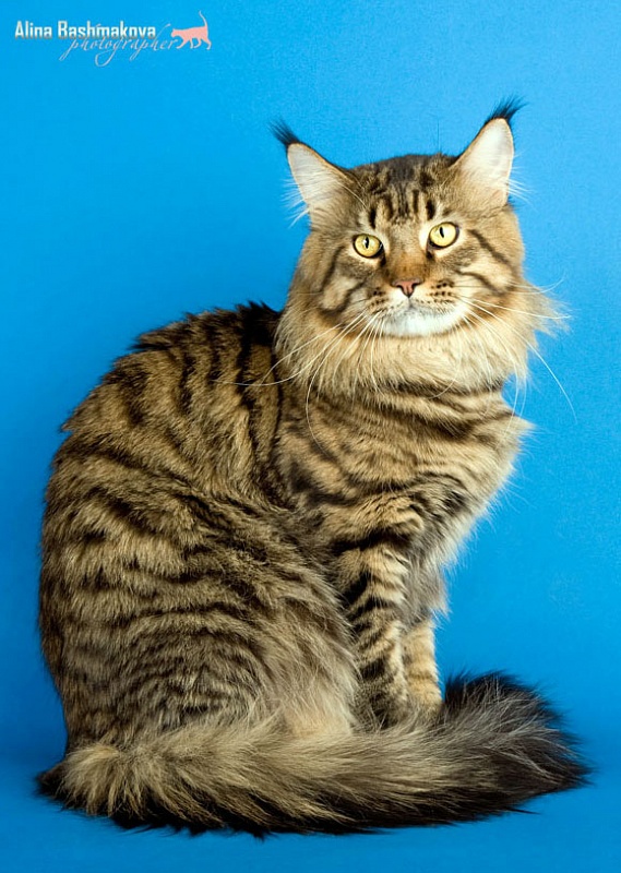 Champs-Elysees Botzman - maine-coon