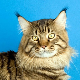 Champs-Elysees Botzman