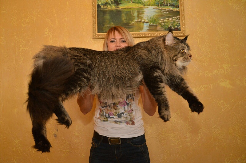Sultan Femelicoon - Adult maine-coon 2 years 7 months 1 week