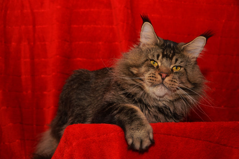 Sultan Femelicoon - Adult maine-coon 2 years 7 months 1 week