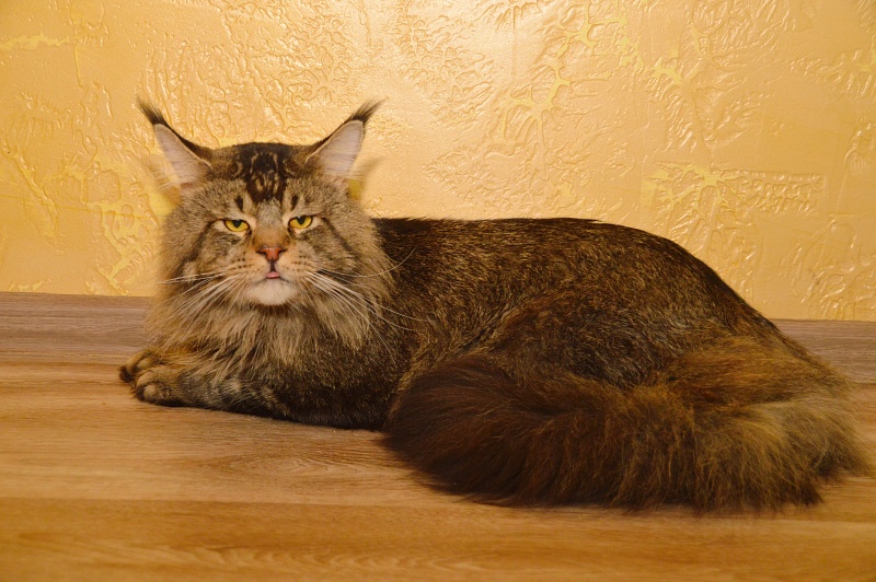 Sultan Femelicoon - Adult maine-coon 2 years 7 months 1 week