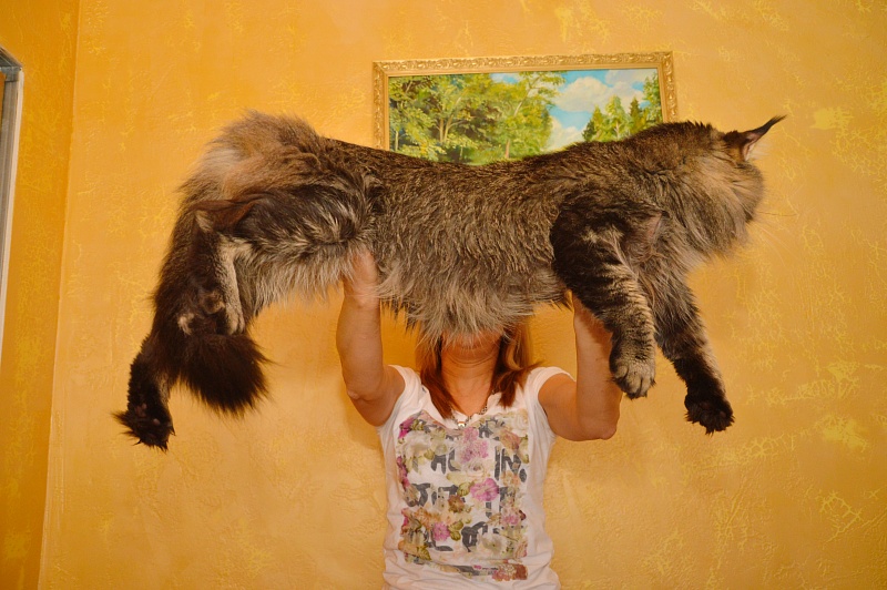 Sultan Femelicoon - Adult maine-coon 2 years 7 months 1 week