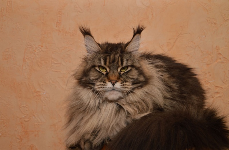 Costa Rica Akbars - maine-coon