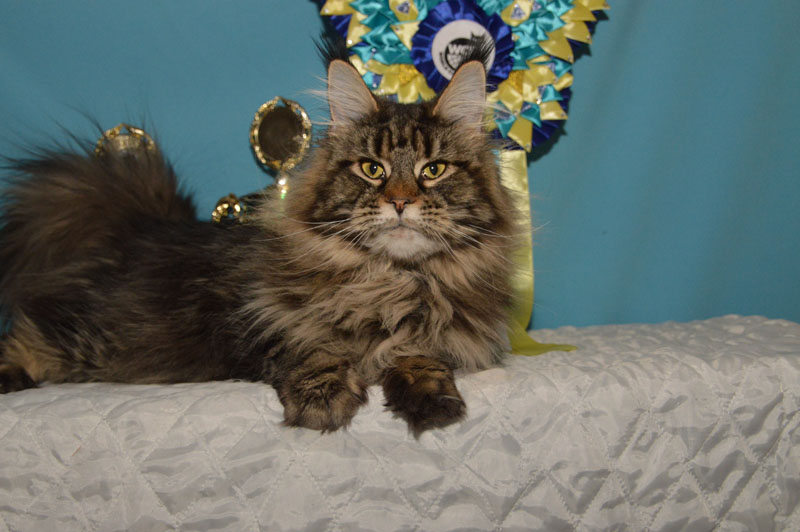 Costa Rica Akbars - Adult maine-coon 3 years 8 months 4 weeks