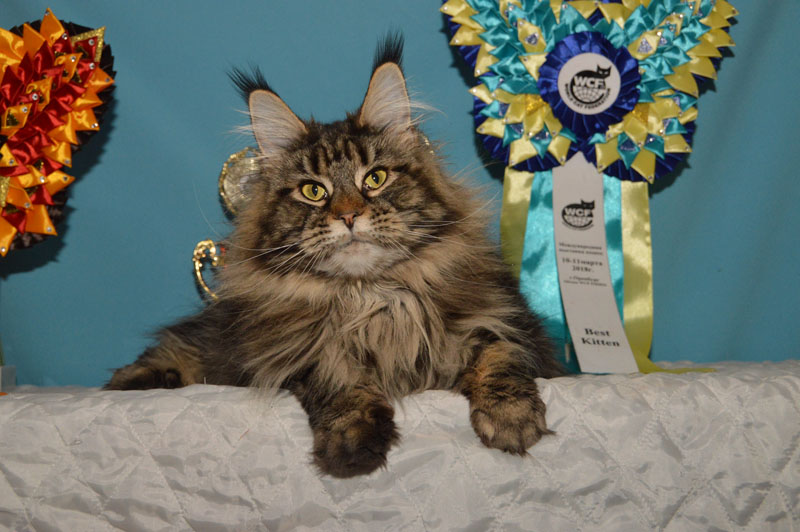 Costa Rica Akbars - Adult maine-coon 3 years 8 months 4 weeks