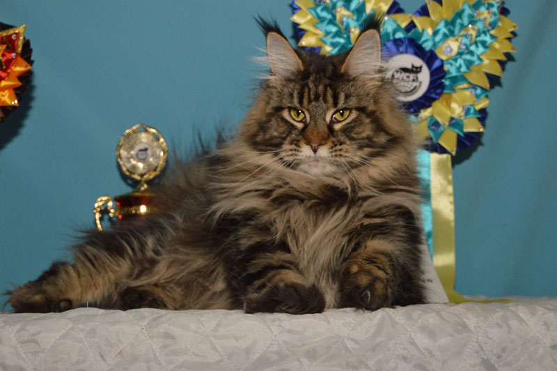 Costa Rica Akbars - Adult maine-coon 3 years 8 months 4 weeks