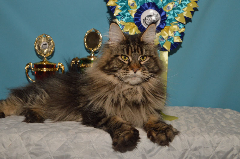 Costa Rica Akbars - Adult maine-coon 3 years 8 months 4 weeks