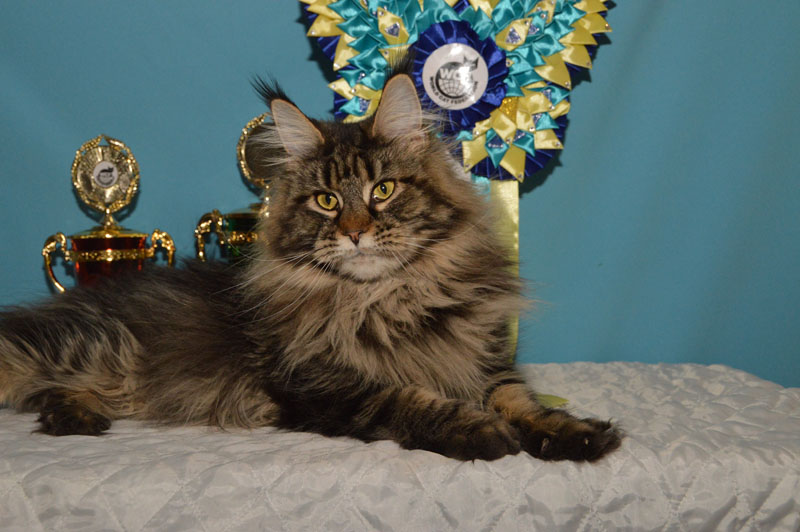 Costa Rica Akbars - Adult maine-coon 3 years 8 months 4 weeks