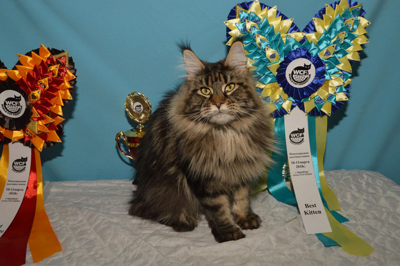 Costa Rica Akbars - Adult maine-coon 3 years 8 months 4 weeks