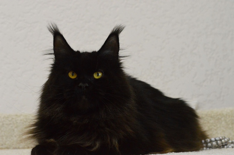 Catalina Akbars - Adult maine-coon 1 year 4 months 3 weeks