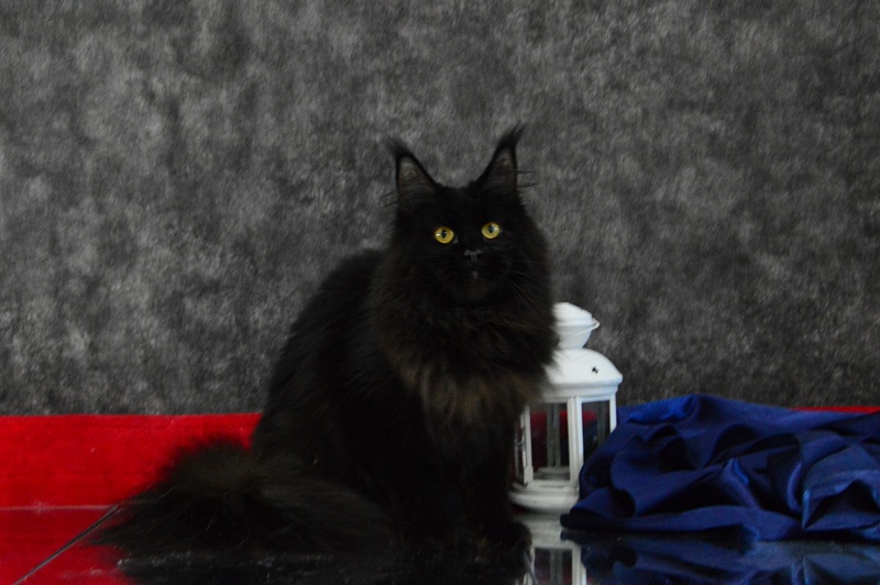 Catalina Akbars - Adult maine-coon 1 year 4 months 3 weeks