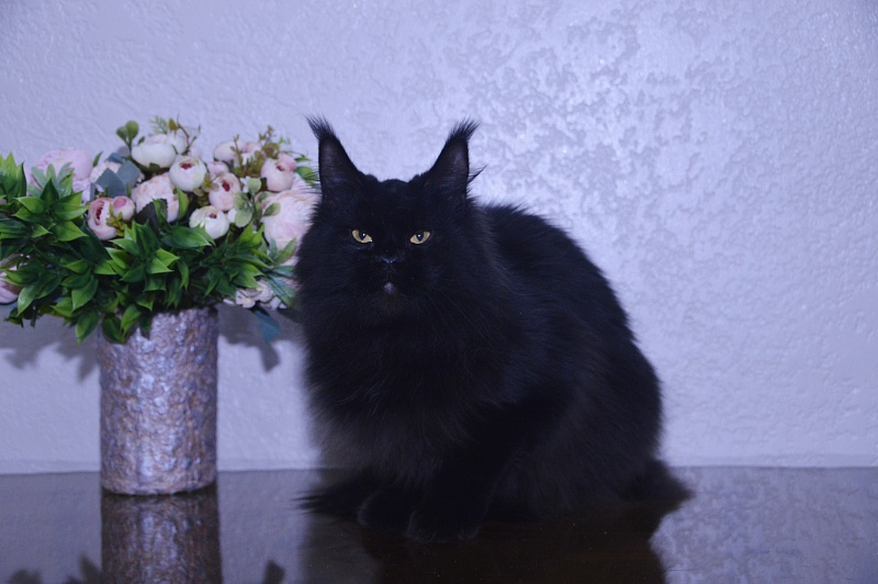 Catalina Akbars - Adult maine-coon 2 years 5 months