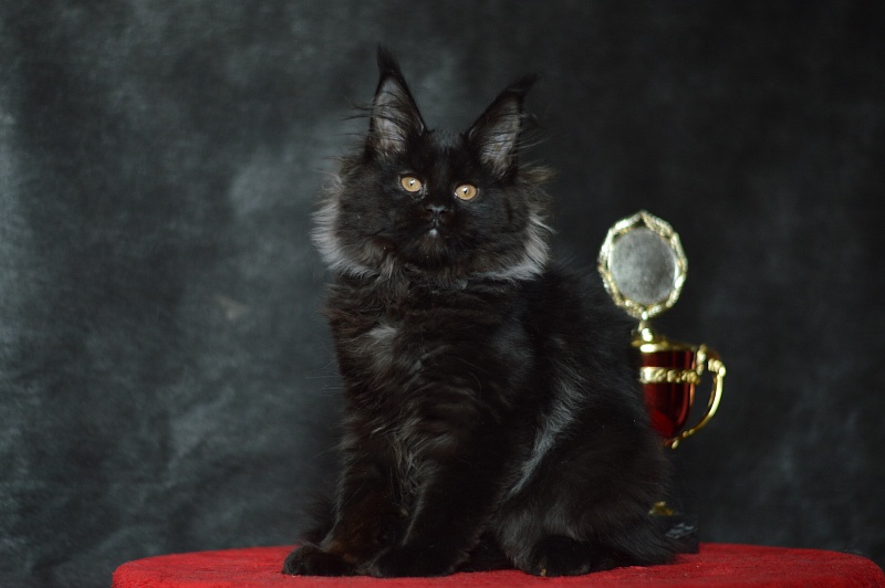 Catalina Akbars - Kitten maine-coon 2 months