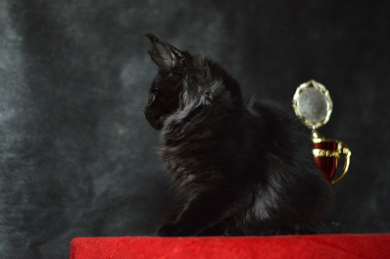 Catalina Akbars - Kitten maine-coon 2 months