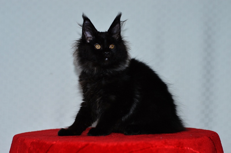 Catalina Akbars - Kitten maine-coon 2 months 3 weeks