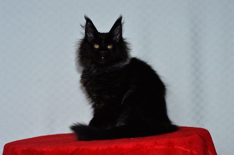 Catalina Akbars - Kitten maine-coon 2 months 3 weeks