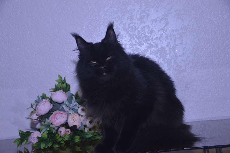 Catalina Akbars - Adult maine-coon 2 years 5 months