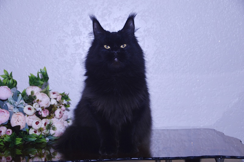 Catalina Akbars - Adult maine-coon 2 years 5 months