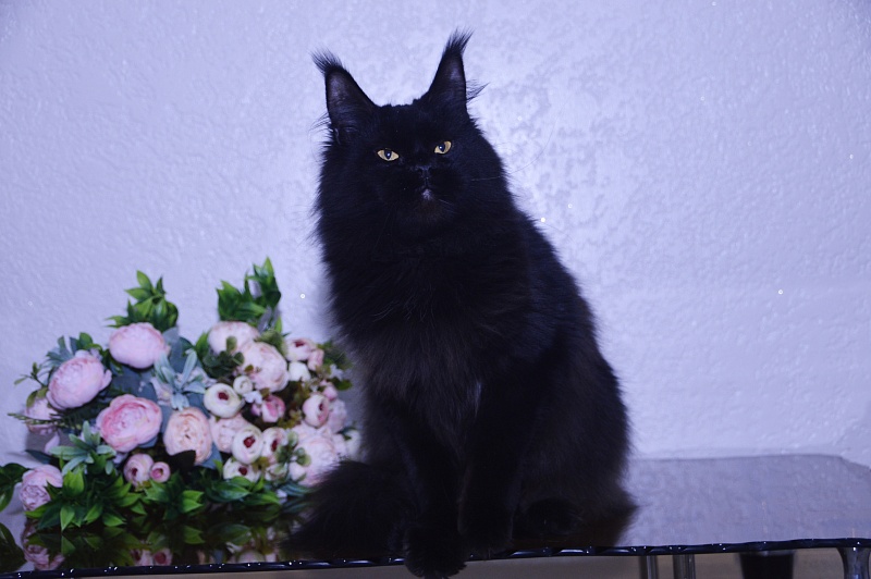 Catalina Akbars - Adult maine-coon 2 years 5 months