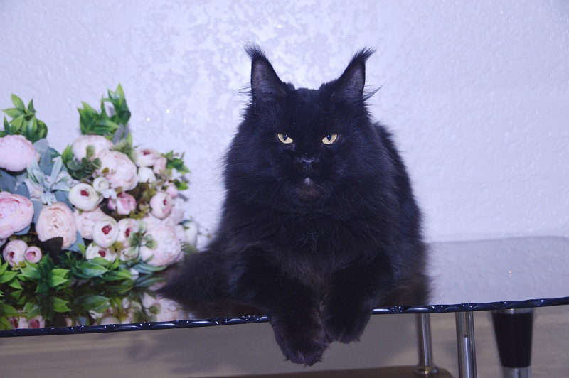 Catalina Akbars - Adult maine-coon 2 years 5 months