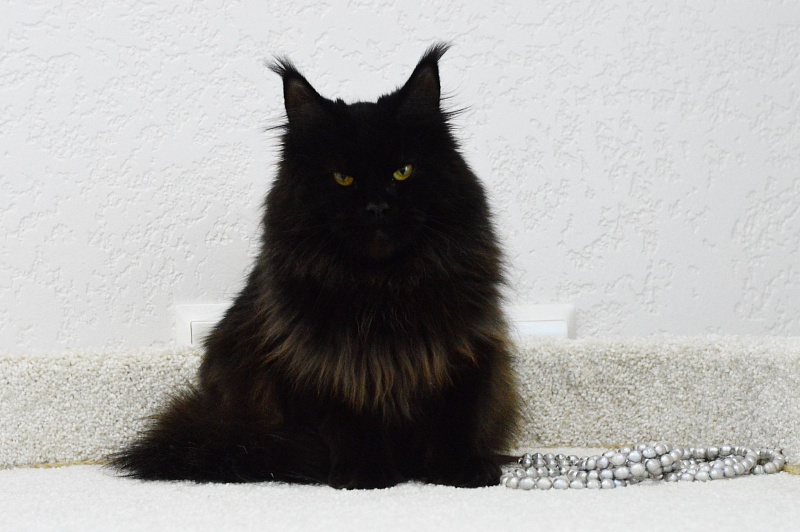 Catalina Akbars - Adult maine-coon 1 year 4 months 3 weeks