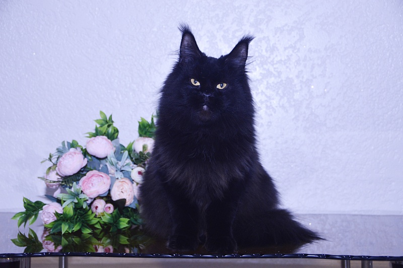 Catalina Akbars - Adult maine-coon 2 years 5 months