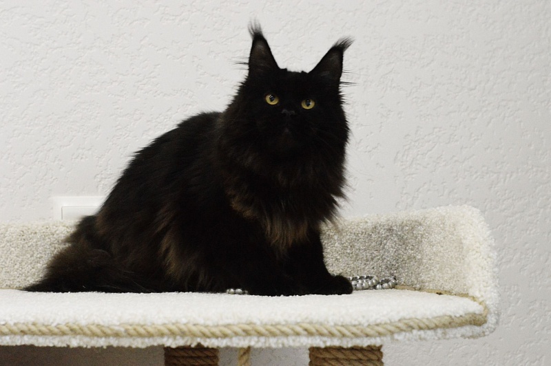 Catalina Akbars - Adult maine-coon 1 year 4 months 3 weeks