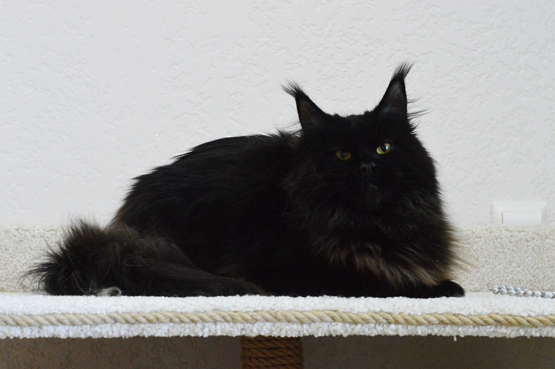 Catalina Akbars - Adult maine-coon 1 year 4 months 3 weeks