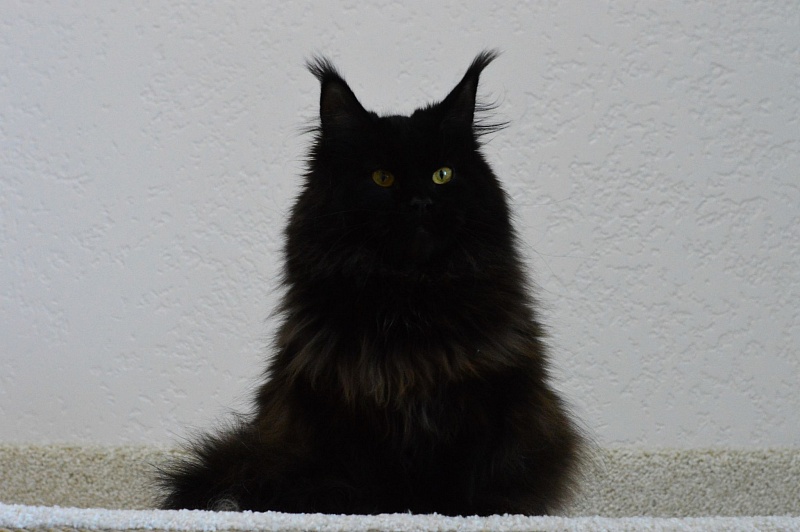 Catalina Akbars - Adult maine-coon 1 year 4 months 3 weeks