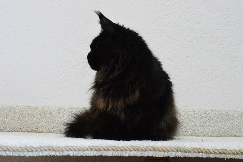 Catalina Akbars - Adult maine-coon 1 year 4 months 3 weeks