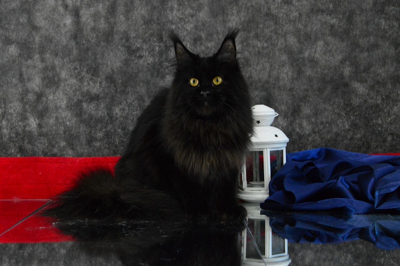 Catalina Akbars - Adult maine-coon 1 year 4 months 3 weeks