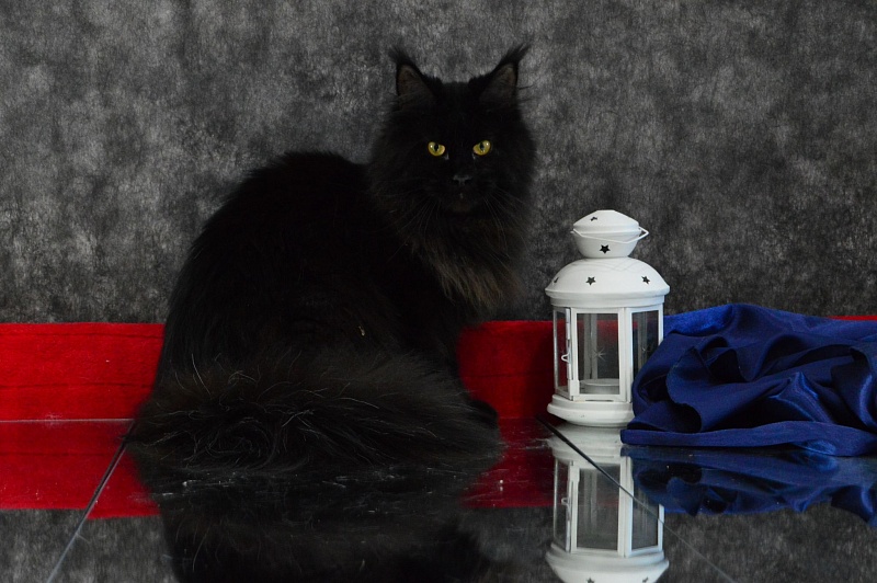 Catalina Akbars - Adult maine-coon 1 year 4 months 3 weeks