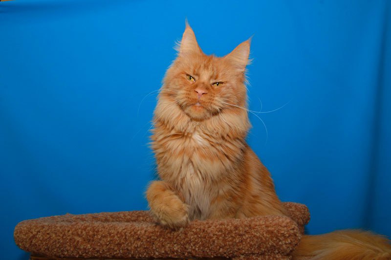 Richard Red Lions Akbars - Adult maine-coon 1 year