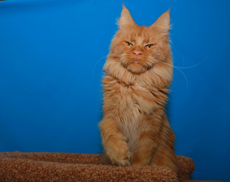 Richard Red Lions Akbars - Adult maine-coon 1 year