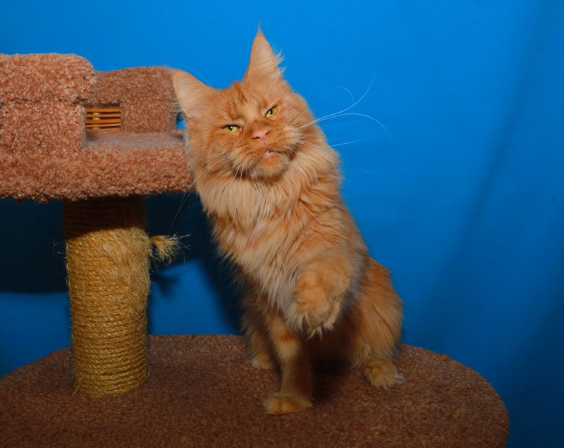 Richard Red Lions Akbars - Adult maine-coon 1 year