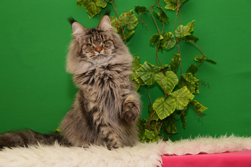 U*Arenal Gonsior Line*RU - Adult maine-coon 2.5 years 1 week