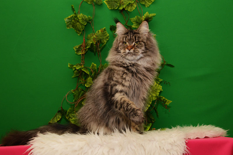 U*Arenal Gonsior Line*RU - Adult maine-coon 2.5 years 1 week